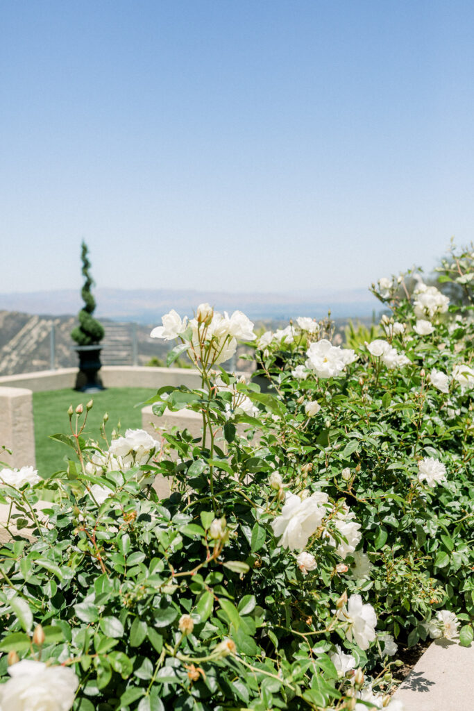 Stone Mountain Estates Luxury Wedding Venue Guide: Close-up shot of the white flowers at Stone Mountain