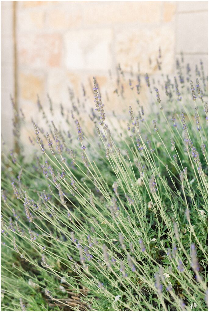 How to plan an environmentally friendly wedding in Southern California close up shot of lavender growing