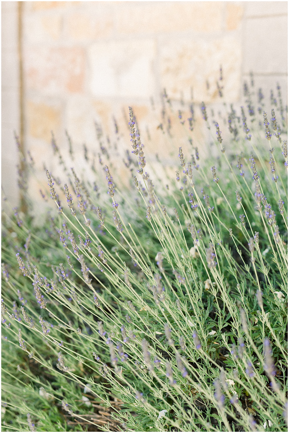 How to plan an environmentally friendly wedding in Southern California close up shot of lavender growing