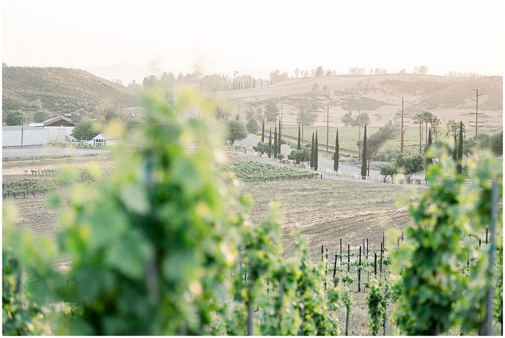 Avensole Temecula Winery sunset looks like Tuscany