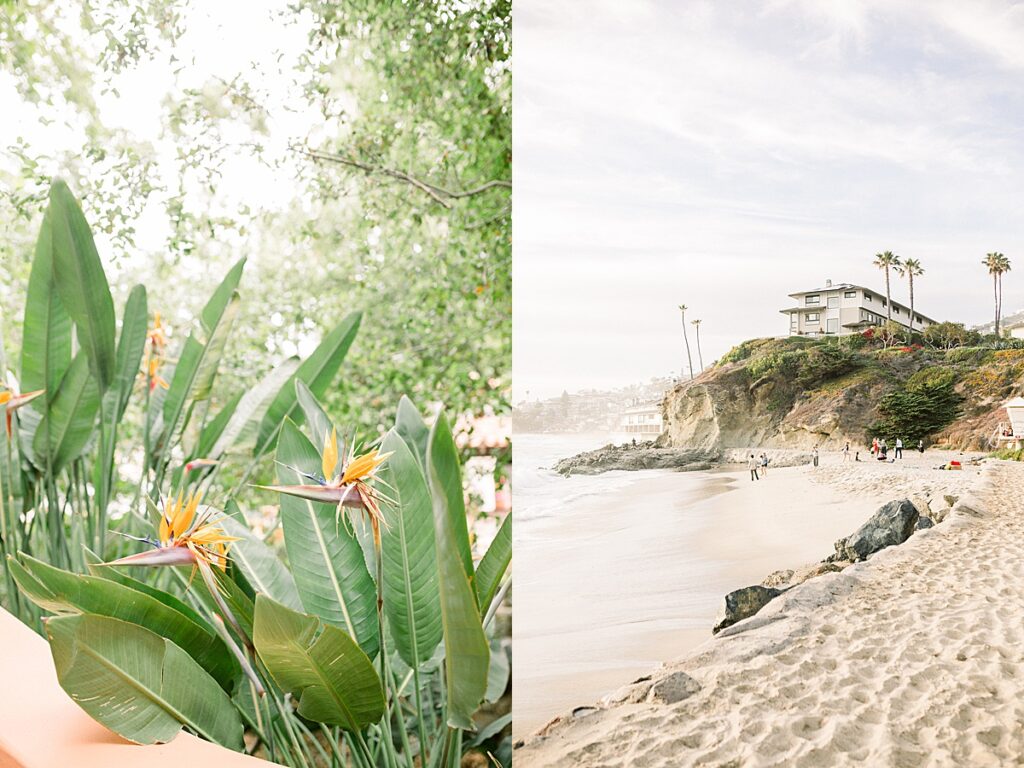 Laguna Beach & tropical landscaping in Southern California